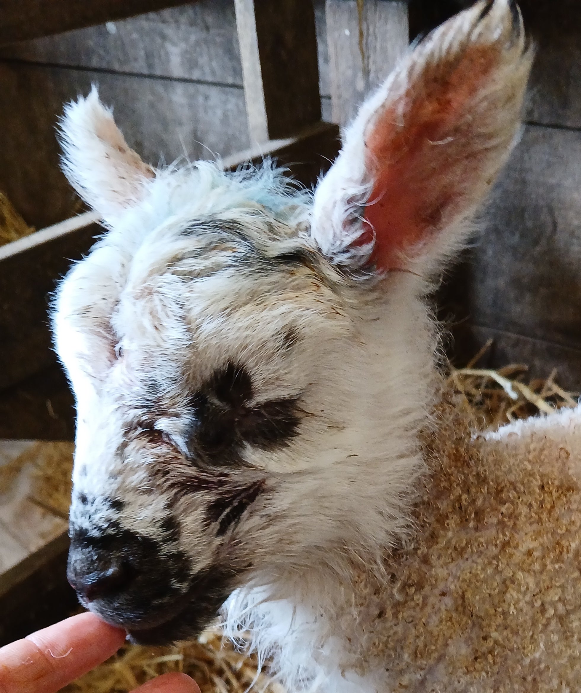 baby lamb in scottish borders