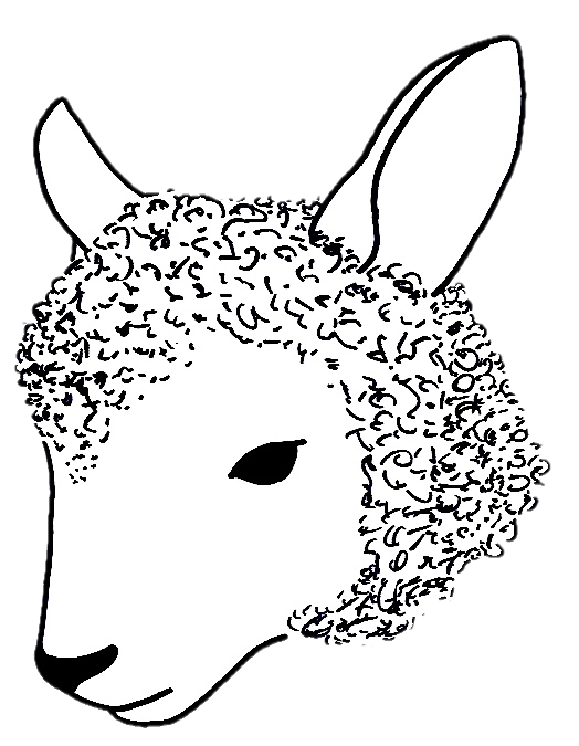 Wedale Wool