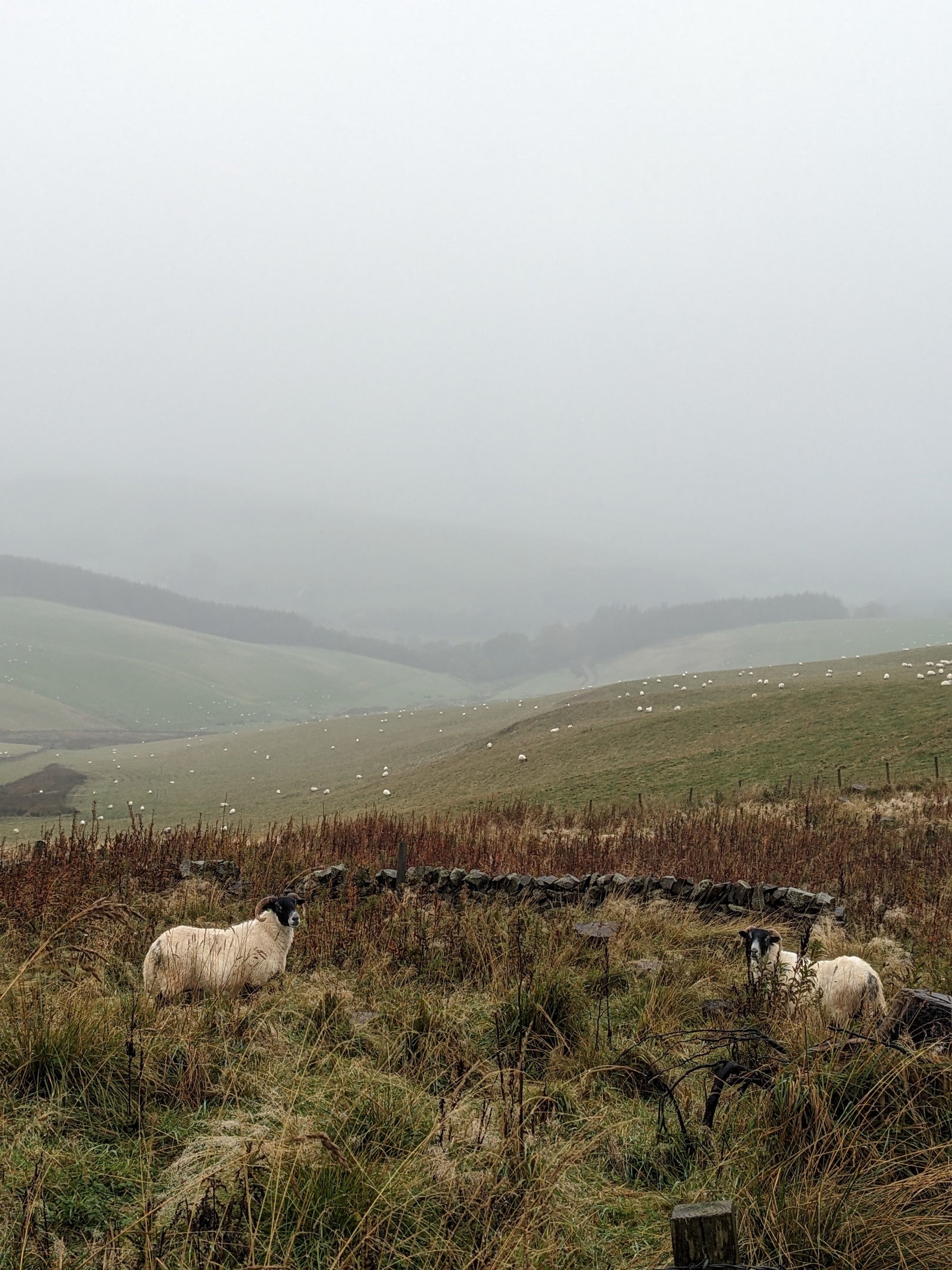Scottish blackface Sheep grazing in a misty landscape with rolling hills.