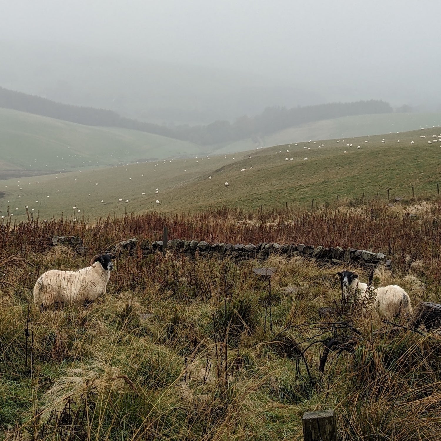 landscape view of scottish countryside with scottish blackface sheep