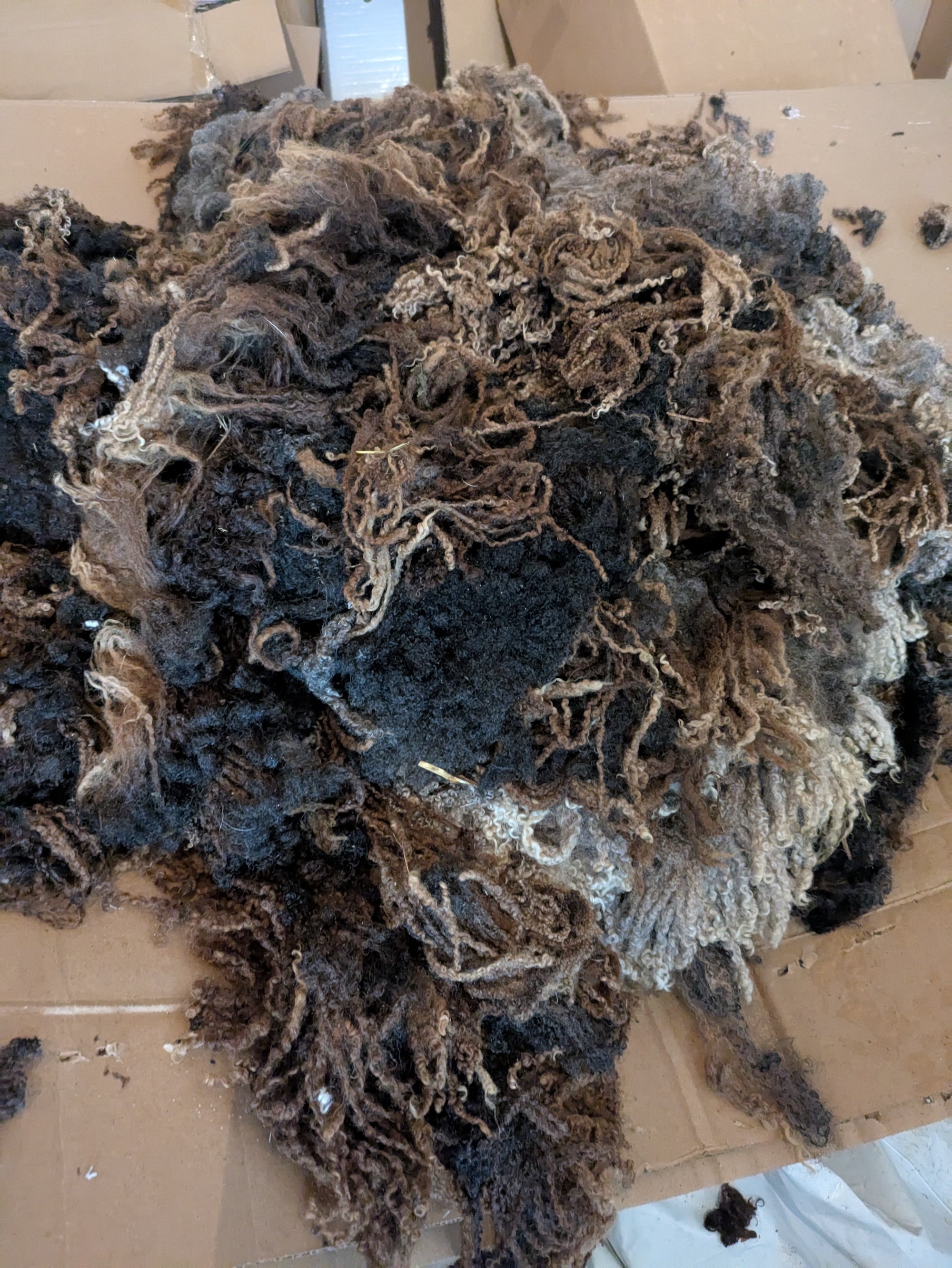 sheared sheep fleece brown